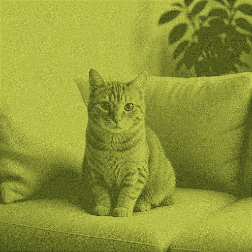 Orange tabby on a sofa under a green matcha wash before a remove matcha filter pass.